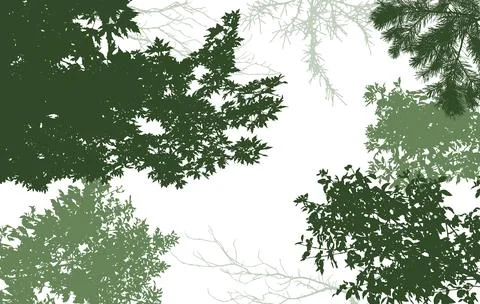 Deciduous and coniferous, and bare branches of trees silhouette, background.. Stock Illustration