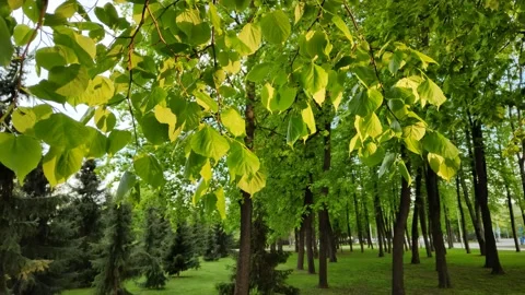 Deciduous and coniferous trees in the city park Vidéo 196827834