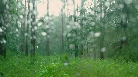 Deciduous and coniferous trees on a rainy day through the car window Video stock 244256771