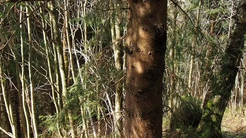 Deciduous and evergreen forest (pines) . Video stock 90528036