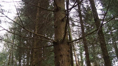 Deciduous and evergreen forest (pines) . Vidéo 90528172