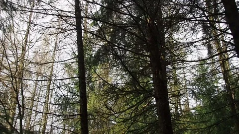 Deciduous and evergreen forest (pines) . Video stock 90528179