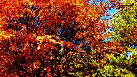 Deciduous and Evergreen Tree: 스톡 동영상 80148883