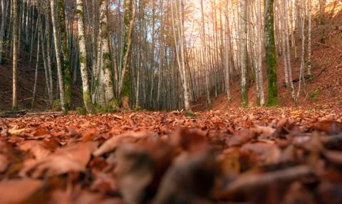 Deciduous autumn forest at ground level Stock Photos