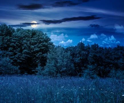 Deciduous beech forest near meadow under dramatic sky Fotos de archivo