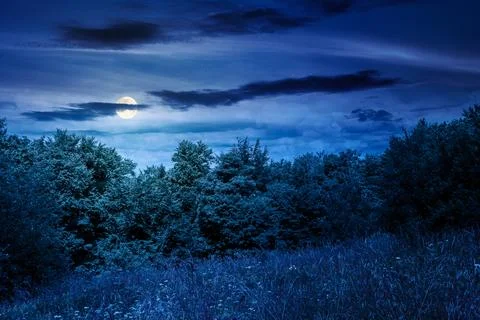 Deciduous beech forest near meadow under dramatic sky 스톡 사진
