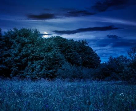 Deciduous beech forest near meadow under dramatic sky Stock Photos