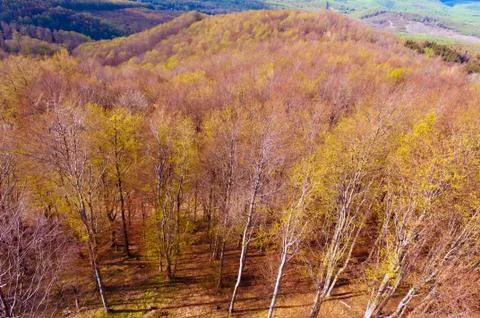 Deciduous beech forest in spring, forest landscape Foto stock