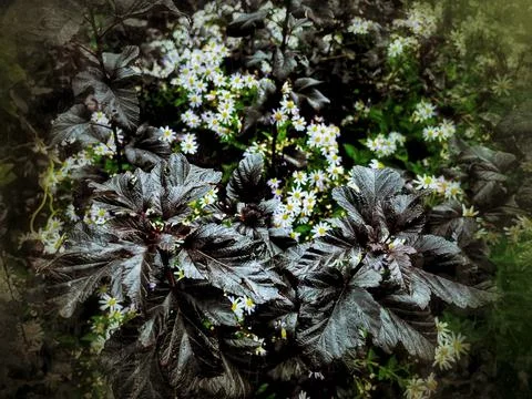 Deciduous bubbly shrub Physocarpus from the rose family. Stock Photos