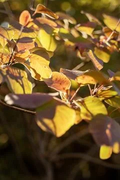 Deciduous bush with red leaves Stock Photos