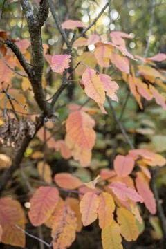 Deciduous bush with red leaves Foto stock