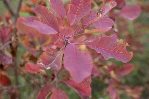 Deciduous bush with red leaves Stock Photos