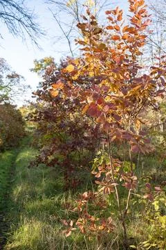 Deciduous bush with red leaves Stock Photos