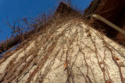 Deciduous creeper with bare vines on a house Stock Photos