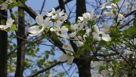 Deciduous dogwood Stock Footage 11019777