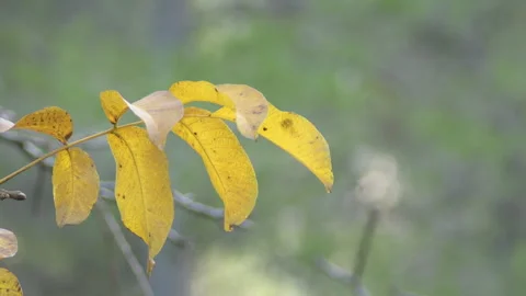Deciduous dry leaves on branch Stock Footage 323453467