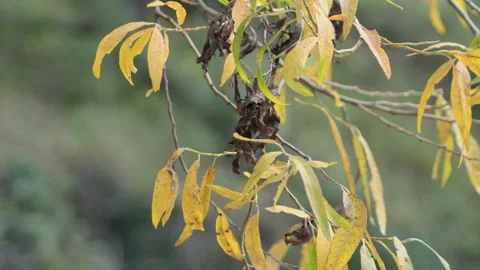 Deciduous dry leaves on branch of a tree Stock Footage 323452689