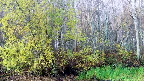 Deciduous fall of the last deciduous trees Video stock 258584026