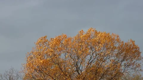 Deciduous fall of the last deciduous trees Video stock 258585889