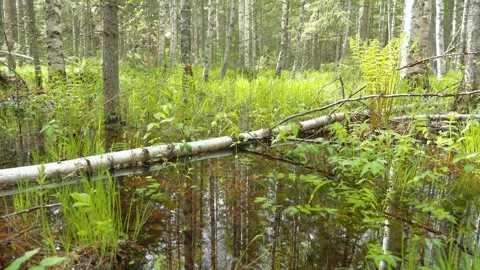 Deciduous flood forest by riverside Stock Footage 266490000