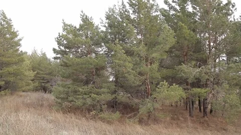 Deciduous forest 10 Stock Footage 316168571