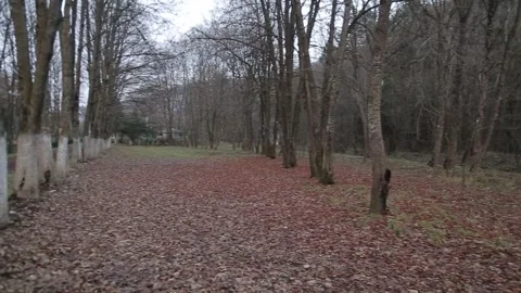 Deciduous forest 15 Stock Footage 316168601