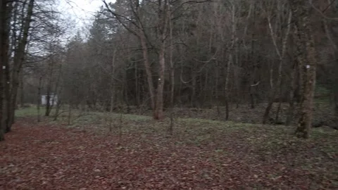 Deciduous forest 17 Stock Footage 316168619