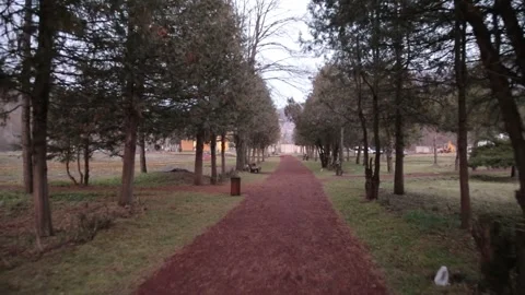 Deciduous forest 19 Stock Footage 316168640