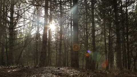 Deciduous forest 2 Stock-Footage 316168494