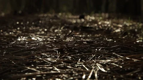 Deciduous forest 3 Stock Footage 316168513