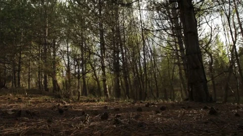 Deciduous forest 6 Video stock 316168552