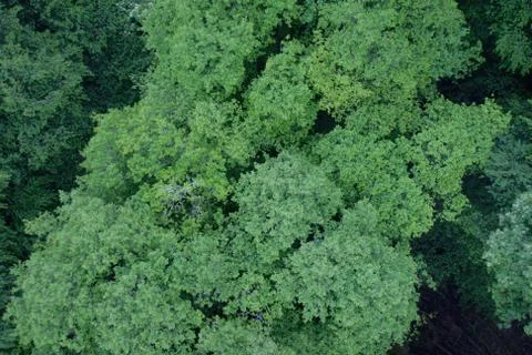 Deciduous forest from above Stock Photos