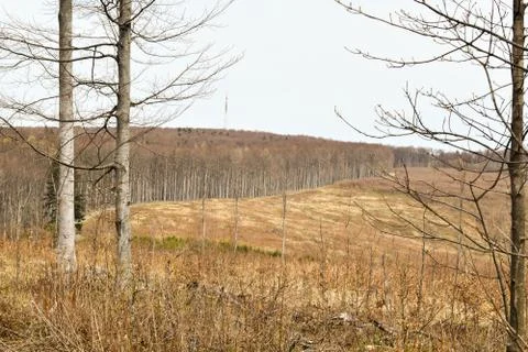Deciduous forest and meadow during early spring. TV tower in the background. Foto stock