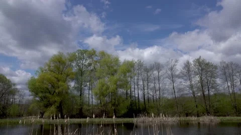 Deciduous forest and pond in cloudy weather. Stock Footage 167310116