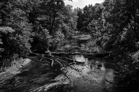 Deciduous forest and trees fallen across the Obra River during summer Stock Photos