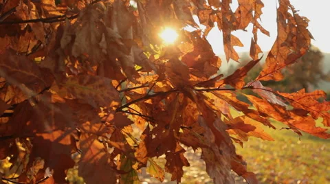 Deciduous forest at autumn Stock Footage 55920517