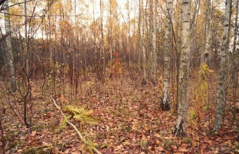 Deciduous forest in autumn. Stock Photos