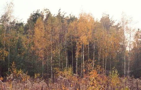 Deciduous forest in autumn. Stock Photos