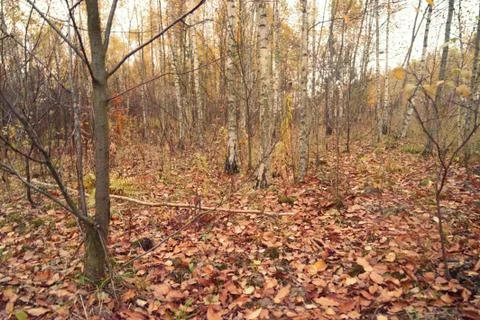 Deciduous forest in autumn. Stock Photos