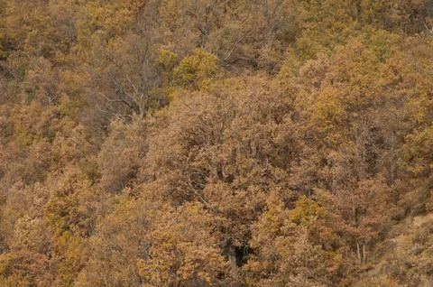 Deciduous forest in autumn. Stock Photos
