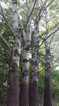 Deciduous forest. Background with deciduous trees. Floral background Stock Photos