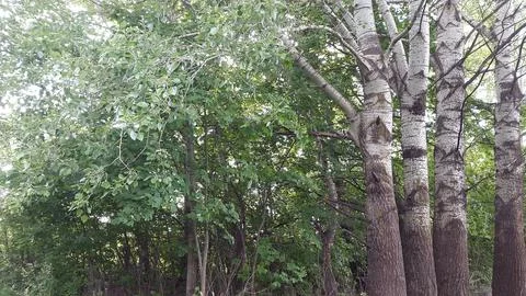 Deciduous forest. Background with deciduous trees. Floral background Stock Photos