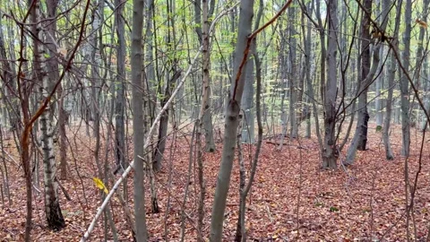 Deciduous forest of beech, birch, aspen, oak, alder, hornbeam Stock Footage 219362725