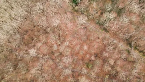 Deciduous Forest  Beech trees from above Stock Footage 242852385