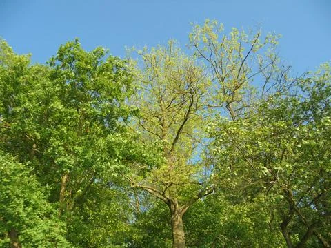 Deciduous forest canopy in spring, upward view under clear sky Stock Photos
