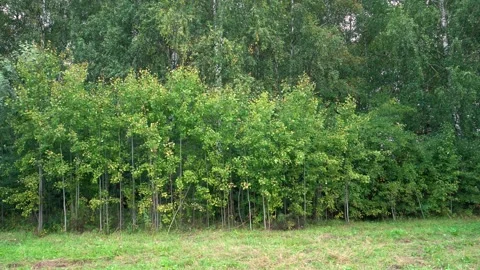 Deciduous forest on a cloudy and windy day Stock Footage 258648853