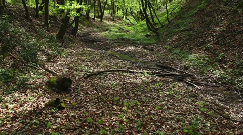Deciduous forest with creek at early spring; steadicam Stock Footage 36937059