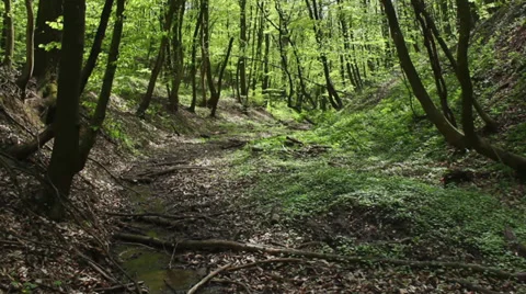 Deciduous forest with creek in springtime Stock Footage 37009636