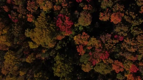 Deciduous forest with deep Fall colours, 4K Stock Footage 219661324