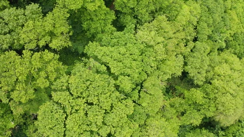 Deciduous forest during summer aerial pan from top of frame to bottom of frame 스톡 동영상 263769211
